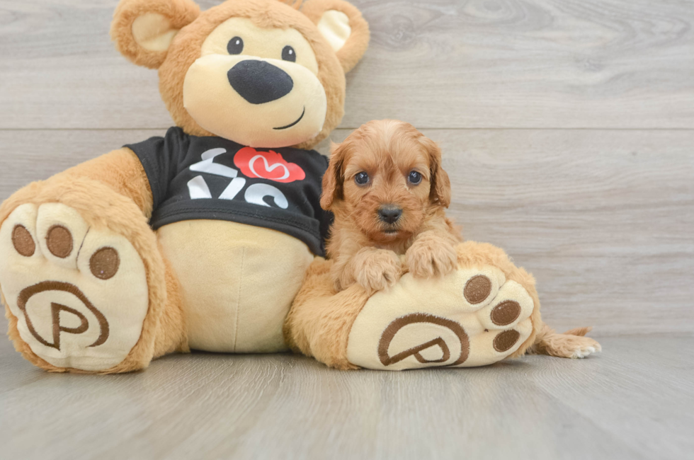 6 week old Cavapoo Puppy For Sale - Puppy Love PR