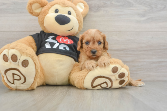 Playful Cavapoodle Poodle Mix Puppy