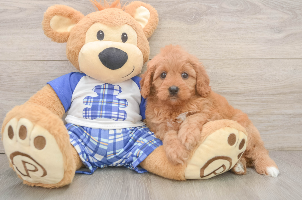 6 week old Cavapoo Puppy For Sale - Puppy Love PR