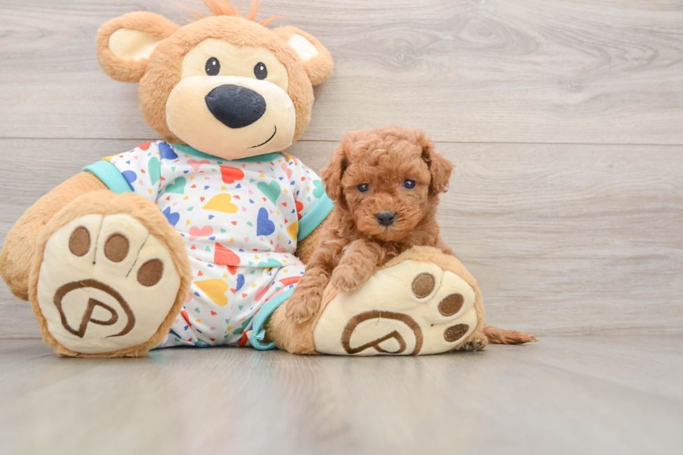 Friendly Cavapoo Baby