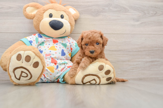 Friendly Cavapoo Baby