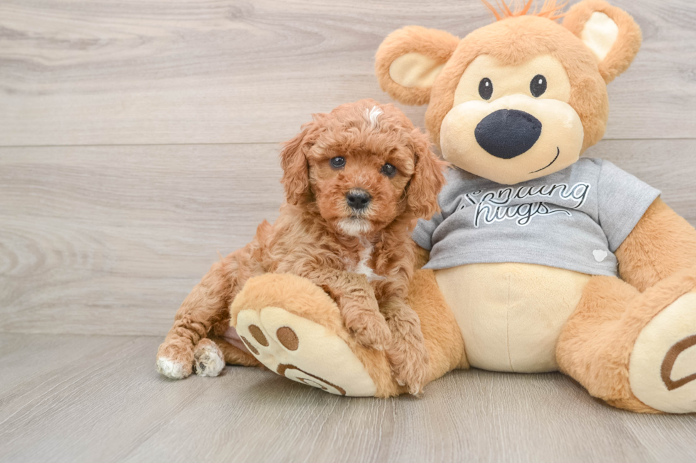 Funny Cavapoo Poodle Mix Pup