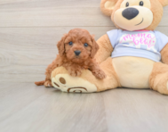8 week old Cavapoo Puppy For Sale - Puppy Love PR