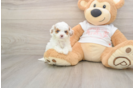 Adorable Cavalier King Charles Spaniel and Poodle Mix Poodle Mix Puppy