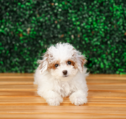 12 week old Cavapoo Puppy For Sale - Puppy Love PR