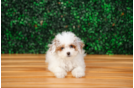 Cute Cavalier King Charles Spaniel and Poodle Mix Poodle Mix Puppy
