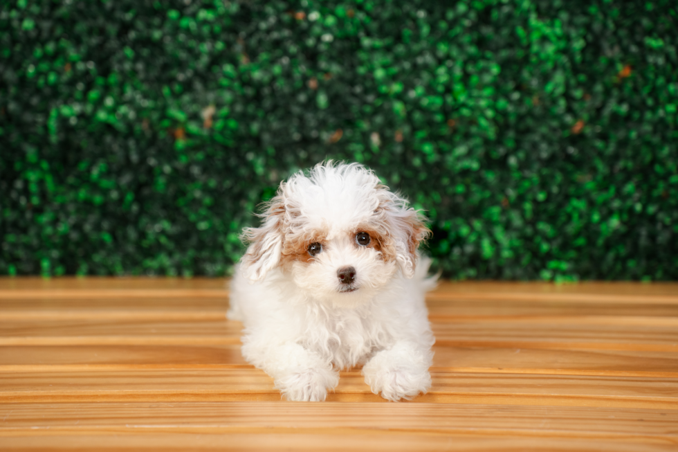 Cute Cavalier King Charles Spaniel and Poodle Mix Poodle Mix Puppy