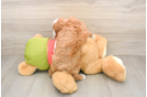 Cavapoo Puppy for Adoption
