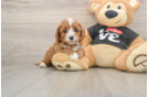 Adorable Cavalier King Charles Spaniel and Poodle Mix Poodle Mix Puppy