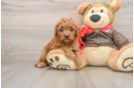 Petite Cavapoo Poodle Mix Pup