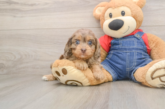Best Cavapoo Baby