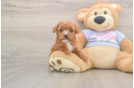 Adorable Cavalier King Charles Spaniel and Poodle Mix Poodle Mix Puppy