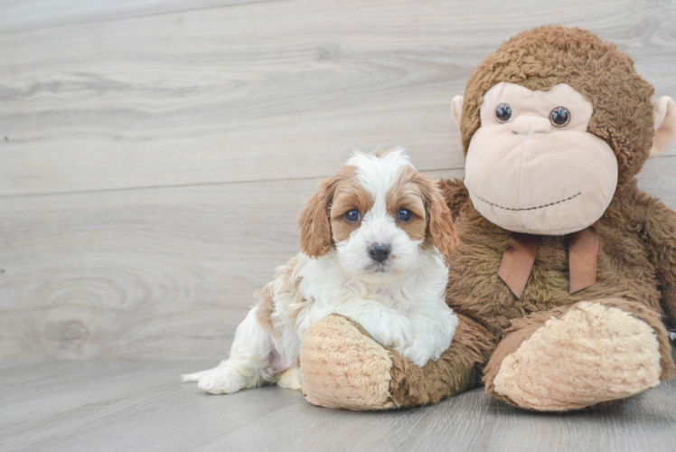 Cavapoo Pup Being Cute