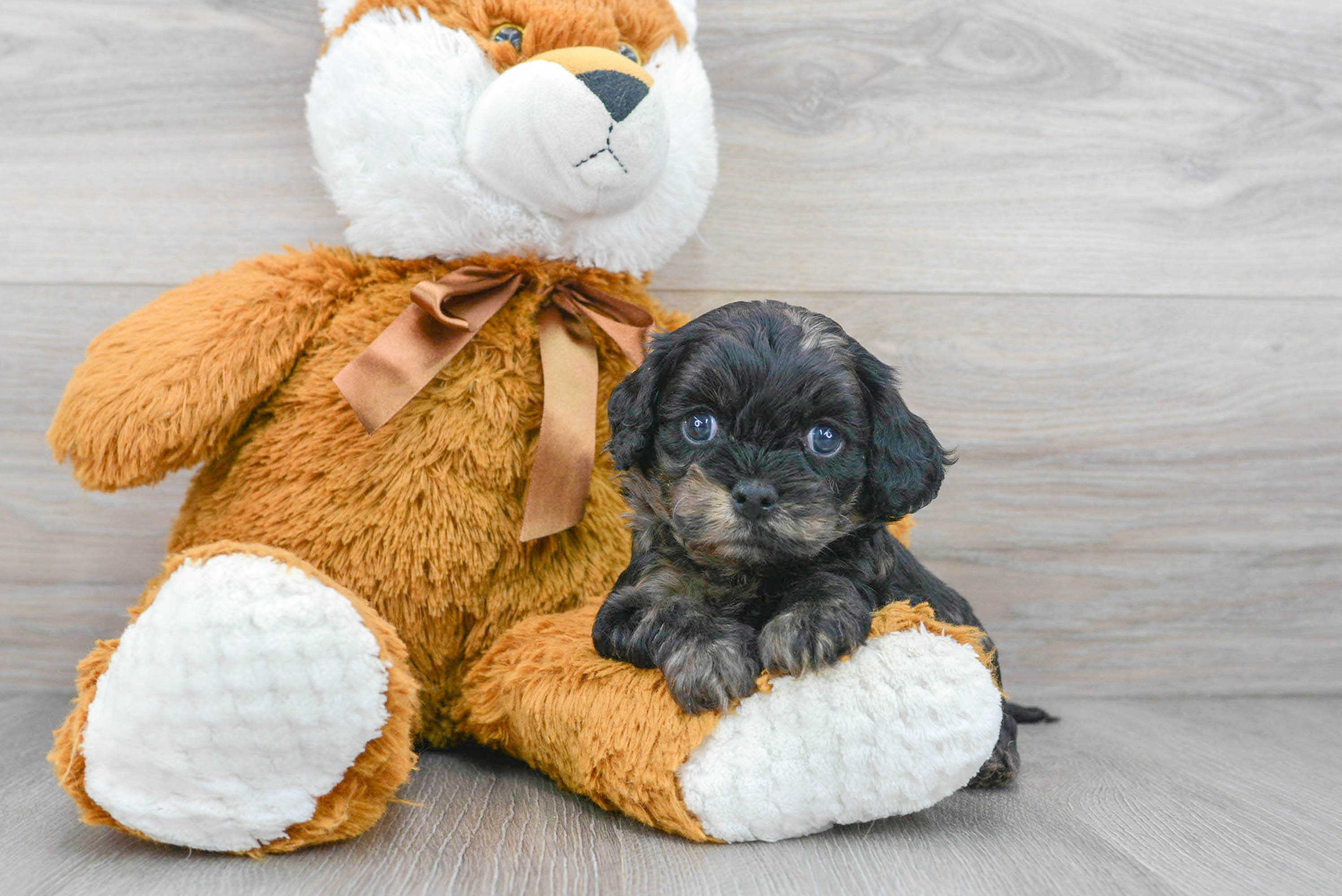 Hypoallergenic Cavoodle Poodle Mix Puppy