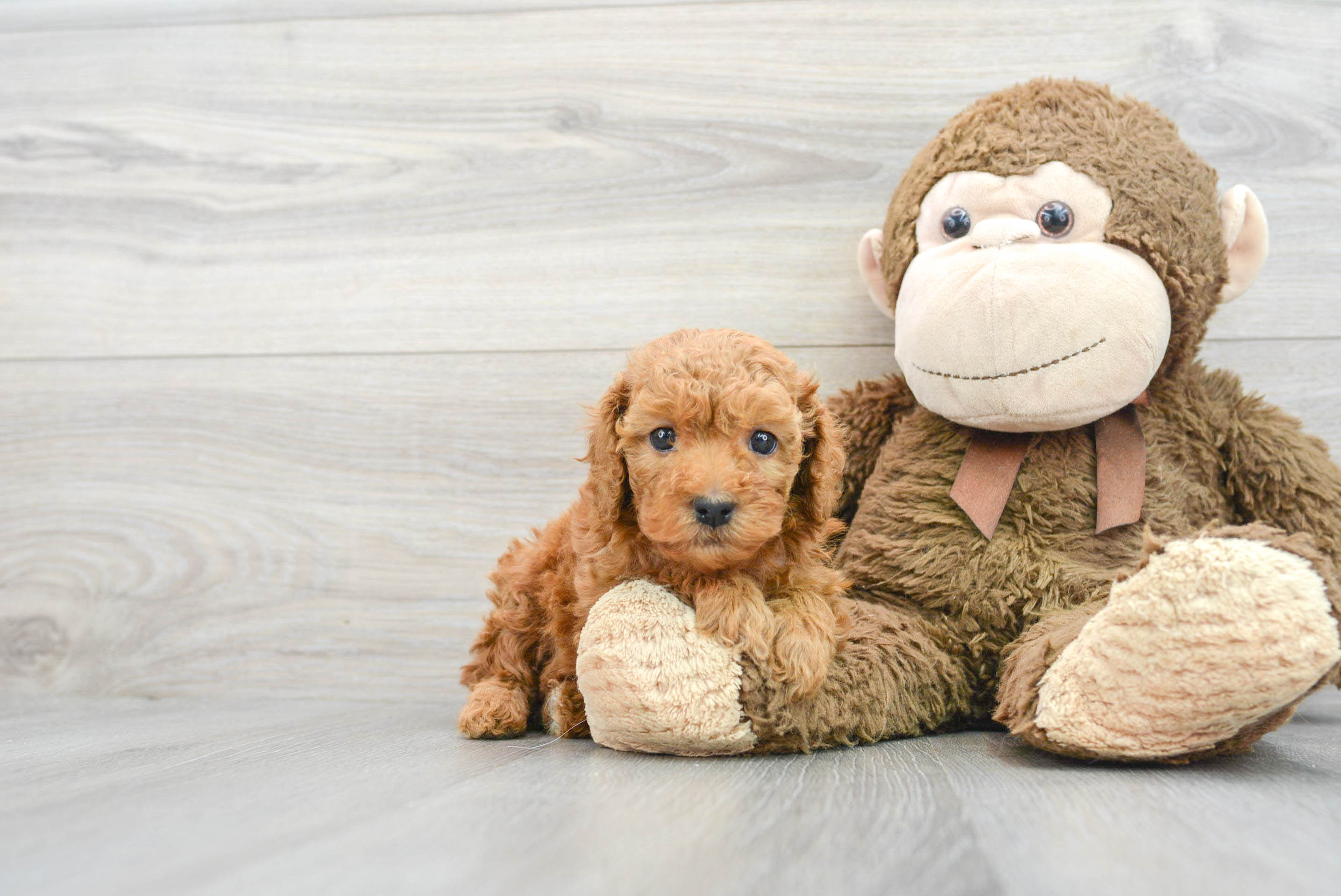 Cavapoo Puppy for Adoption
