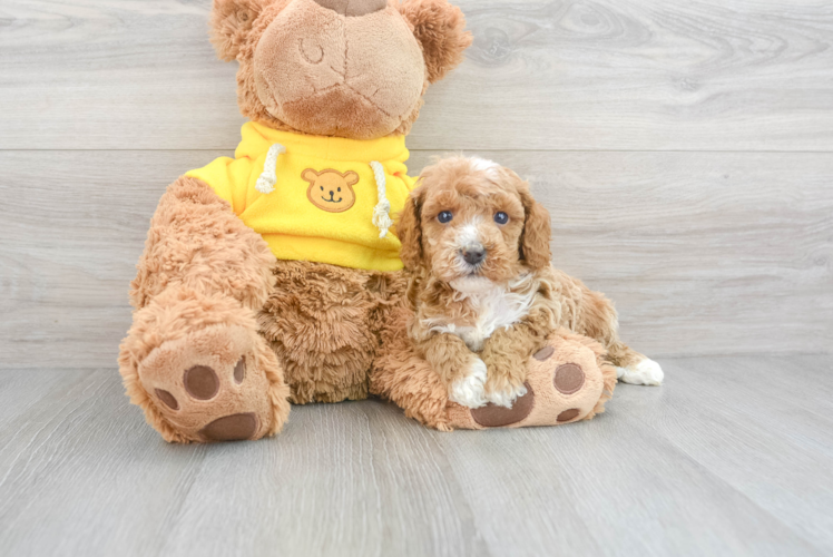 Meet Kellen - our Cavapoo Puppy Photo 1/3 - Puppy Love PR Funny Cavapoo Poodle Mix Pup