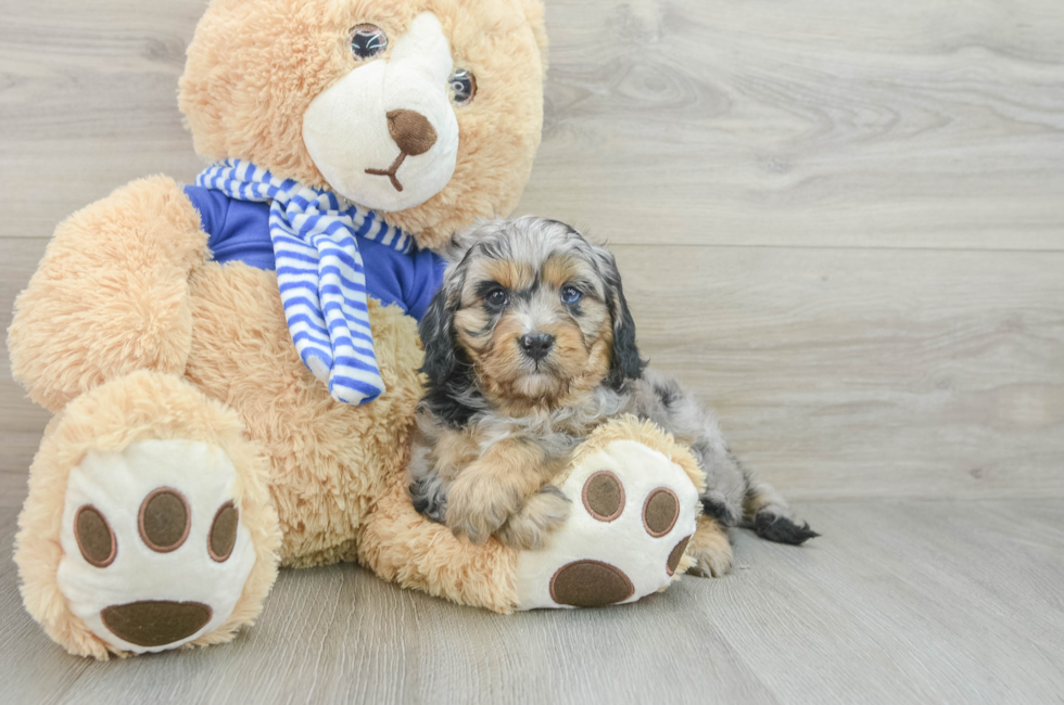 6 week old Cavapoo Puppy For Sale - Puppy Love PR