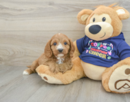 10 week old Cavapoo Puppy For Sale - Puppy Love PR