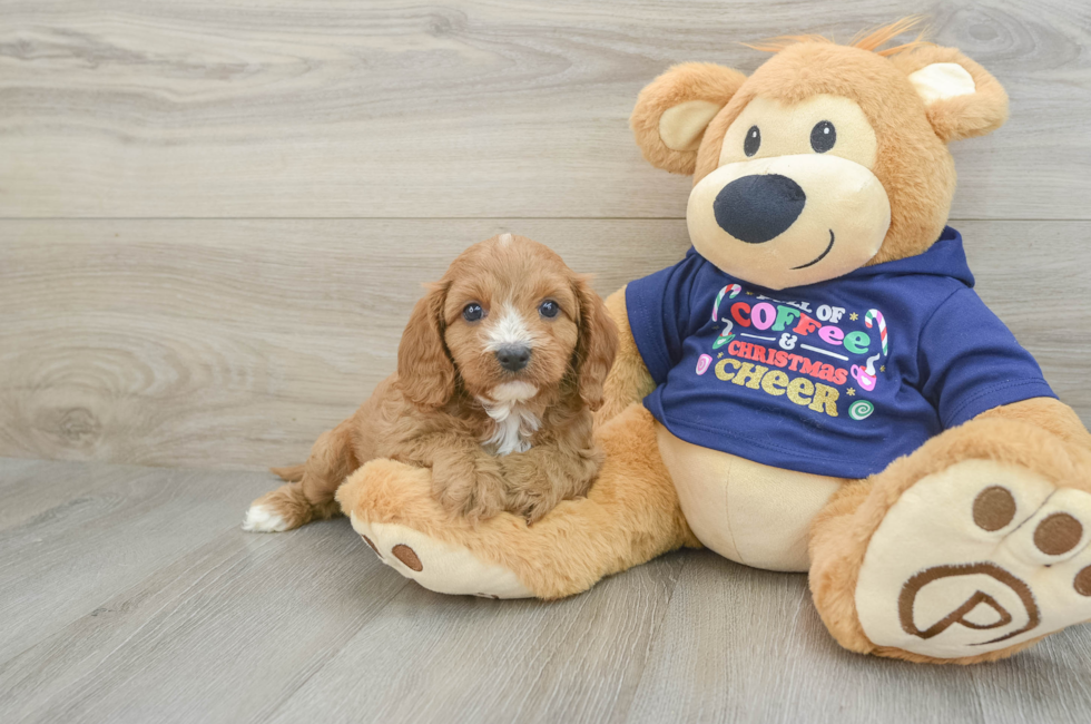 5 week old Cavapoo Puppy For Sale - Puppy Love PR