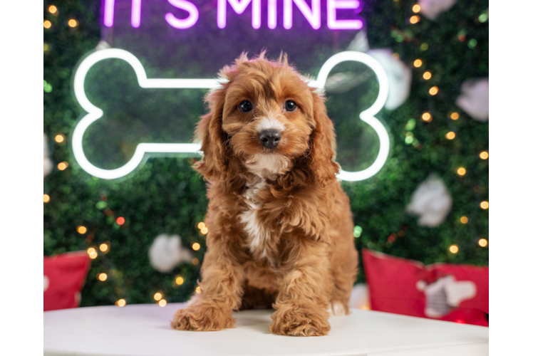 Cavapoo Pup Being Cute
