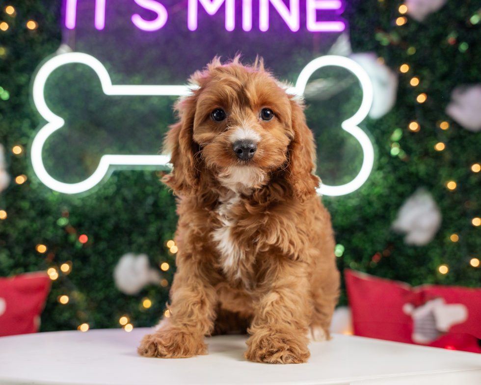 Cavapoo Pup Being Cute