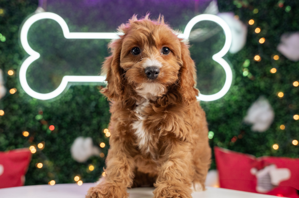 10 week old Cavapoo Puppy For Sale - Puppy Love PR