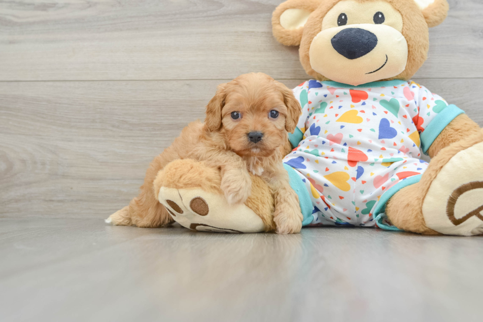 Energetic Cavoodle Poodle Mix Puppy