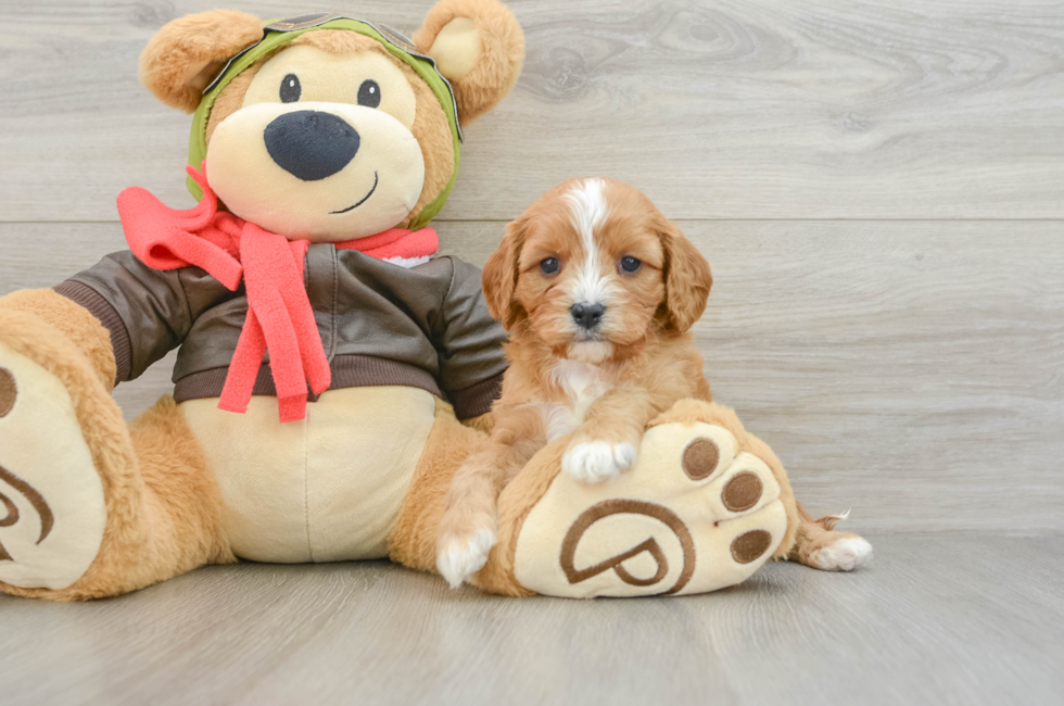 5 week old Cavapoo Puppy For Sale - Puppy Love PR