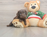 7 week old Cavapoo Puppy For Sale - Puppy Love PR