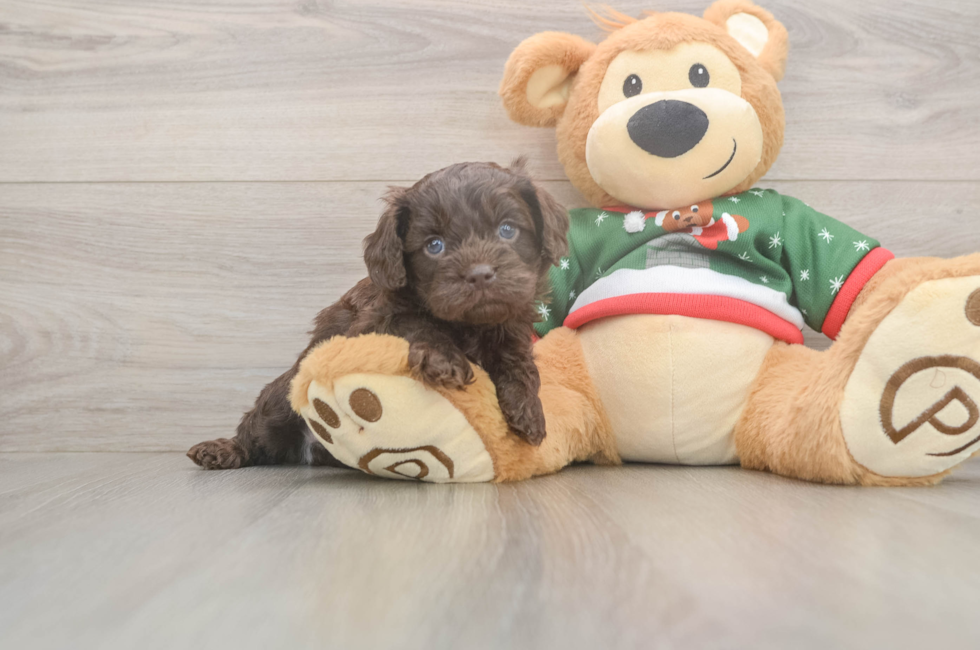 5 week old Cavapoo Puppy For Sale - Puppy Love PR