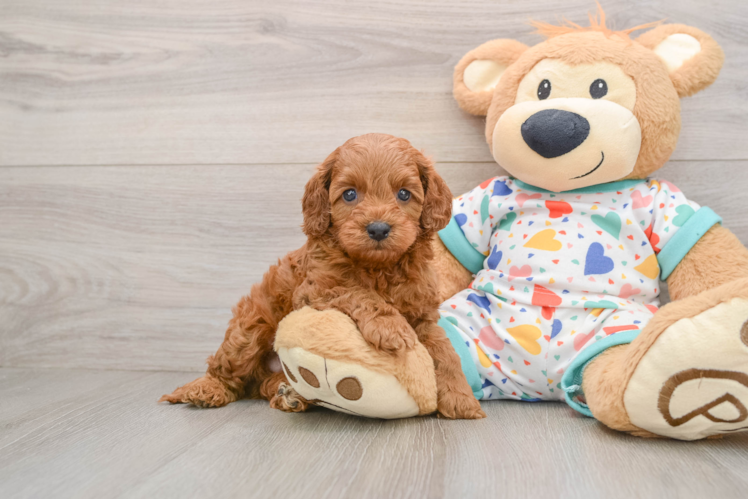 Fluffy Cavapoo Poodle Mix Pup