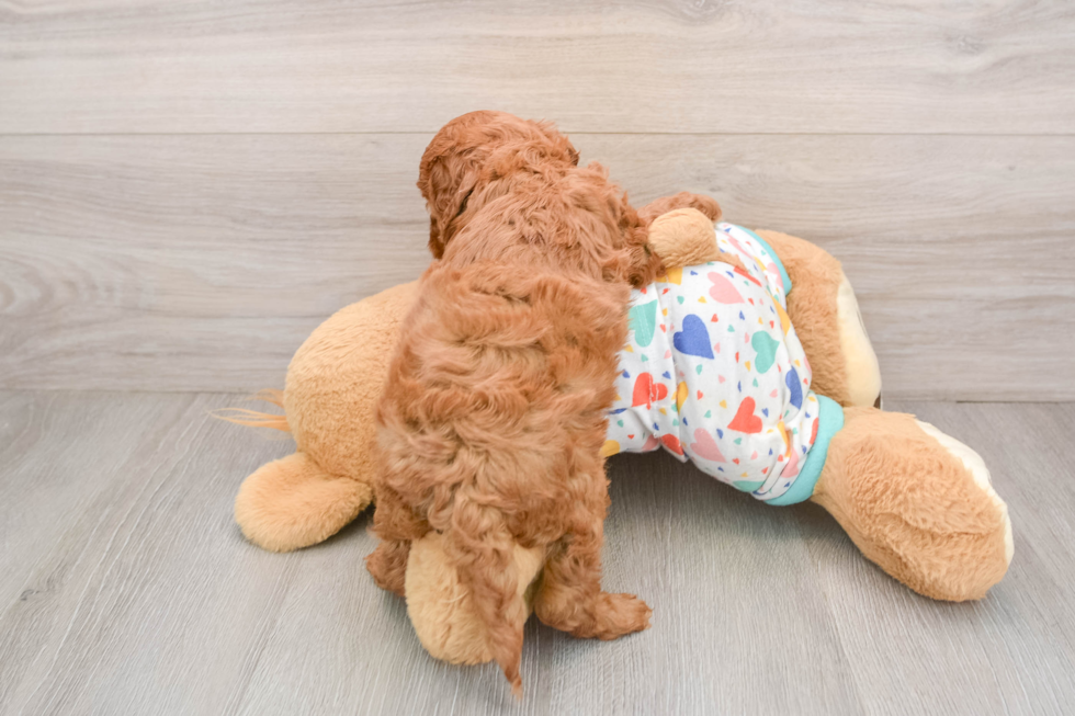 Cavapoo Puppy for Adoption