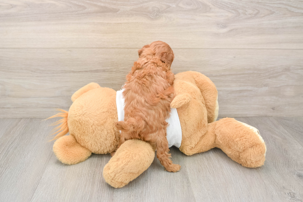 Smart Cavapoo Poodle Mix Pup