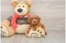 Cavapoo Pup Being Cute
