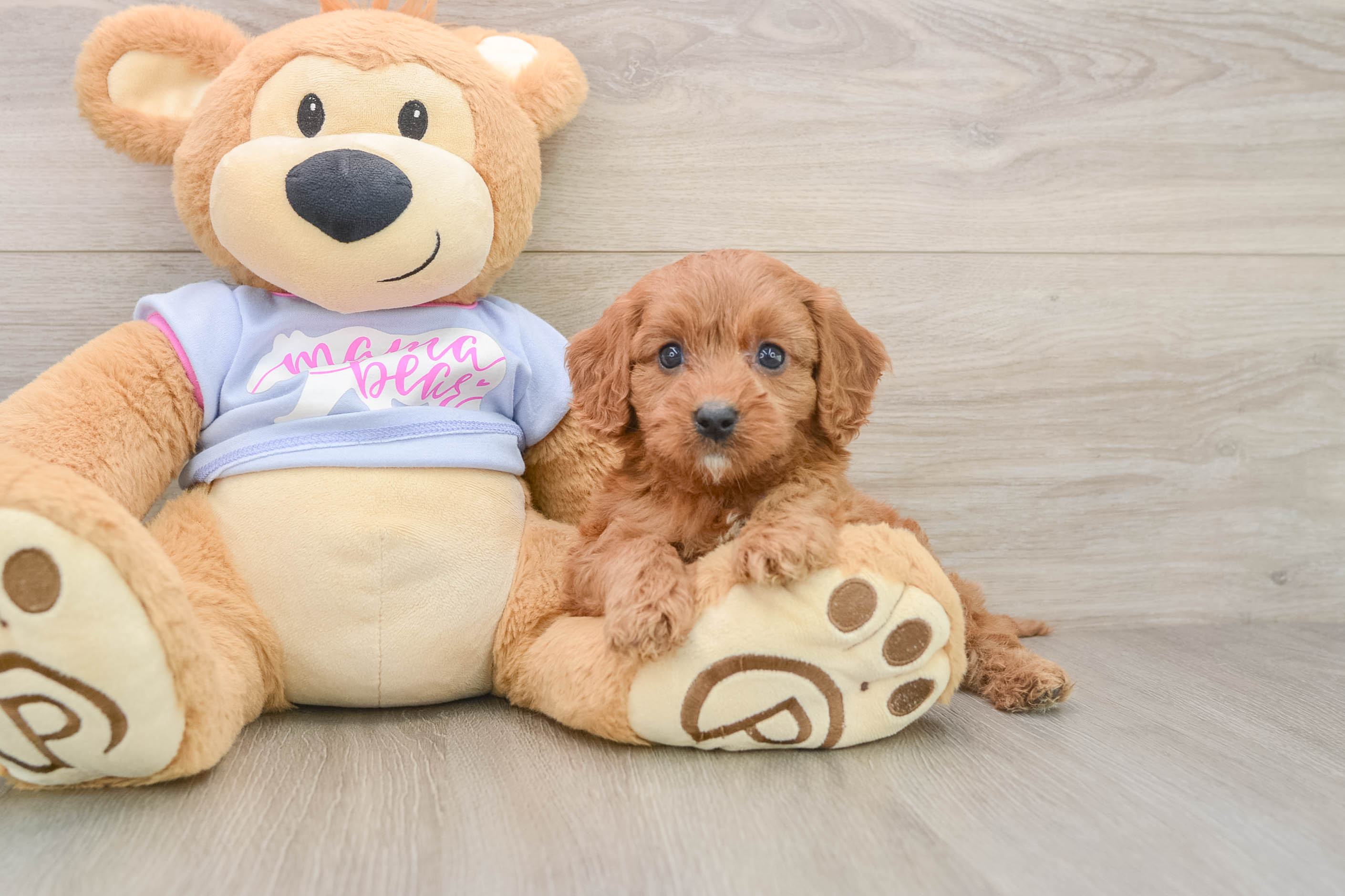 Hypoallergenic Cavadoodle Poodle Mix Puppy