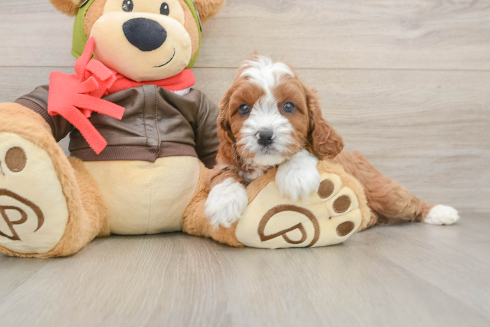 Best Cavapoo Baby