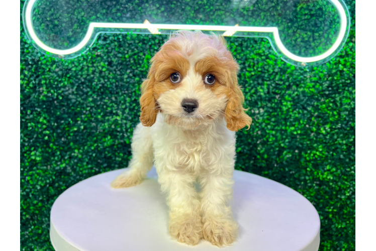 Cavapoo Pup Being Cute