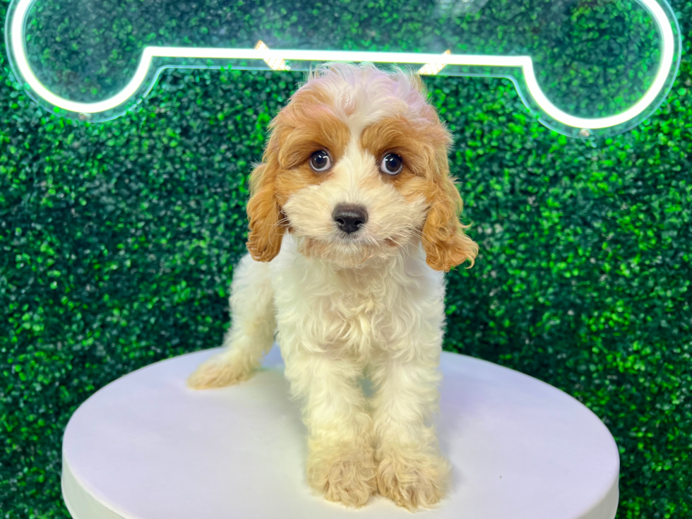 Cavapoo Pup Being Cute