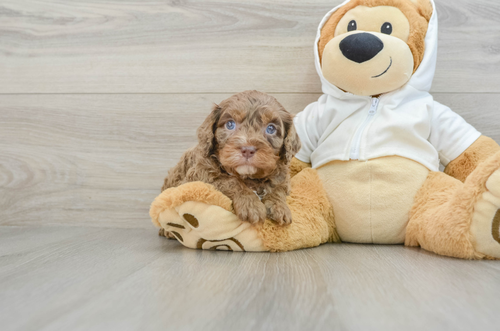 5 week old Cavapoo Puppy For Sale - Puppy Love PR