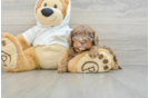 Best Cavapoo Baby