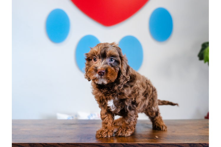 Cute Cavapoo Poodle Mix Pup