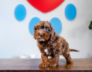 10 week old Cavapoo Puppy For Sale - Puppy Love PR