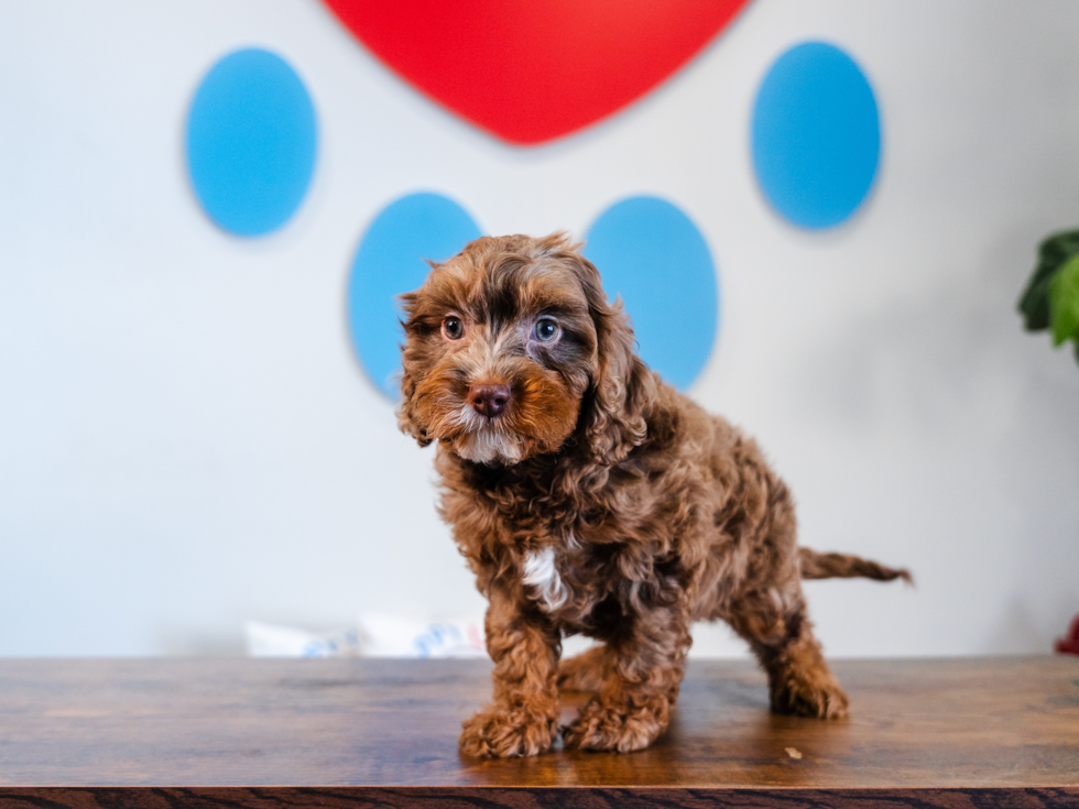 Cute Cavapoo Poodle Mix Pup