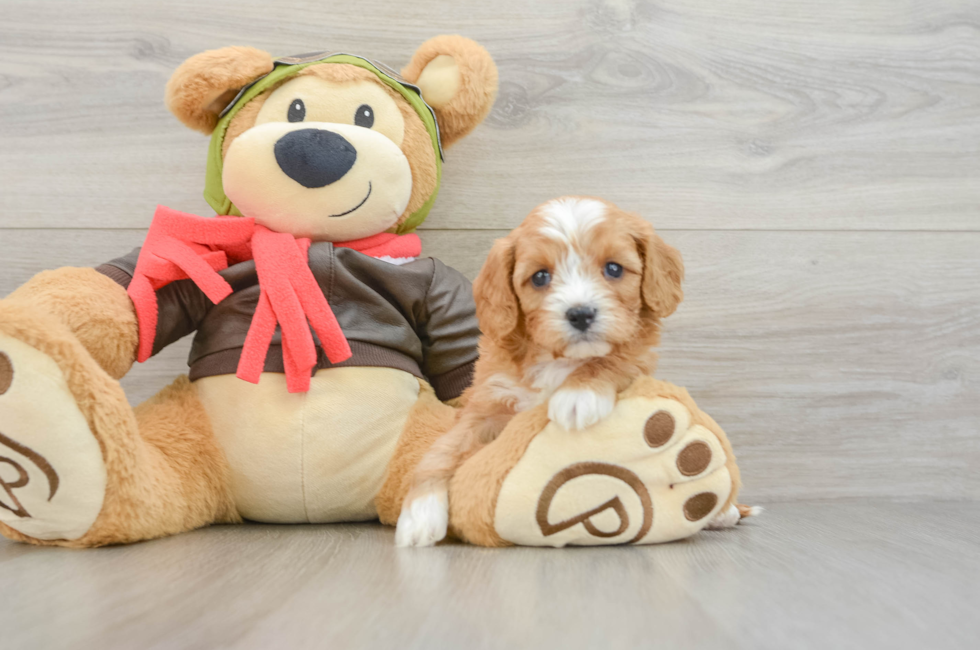 5 week old Cavapoo Puppy For Sale - Puppy Love PR