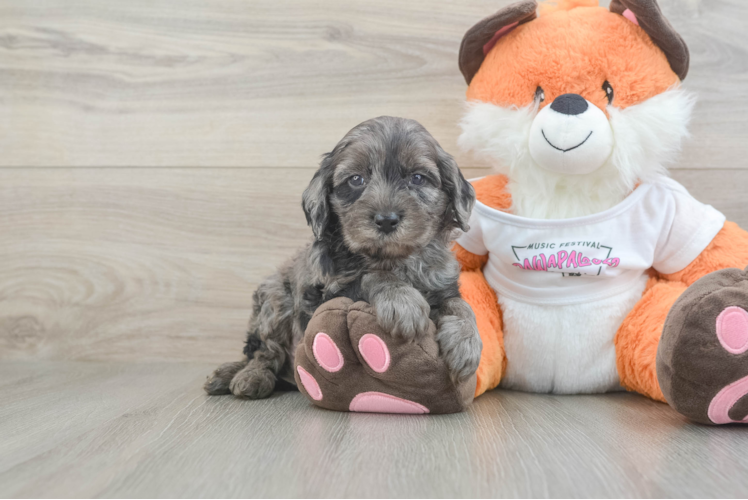 Best Cavapoo Baby