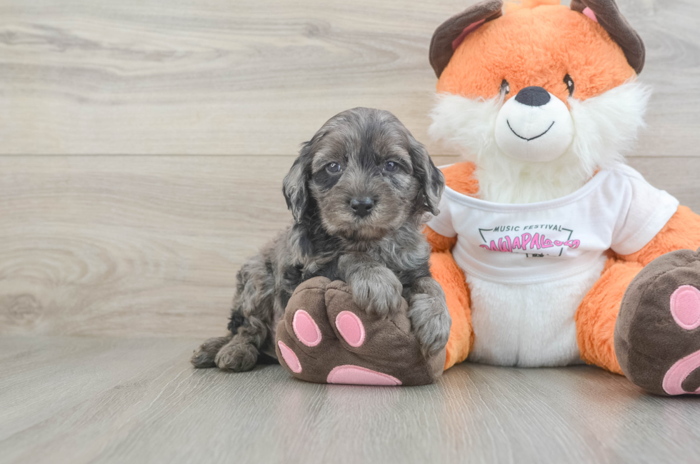 6 week old Cavapoo Puppy For Sale - Puppy Love PR