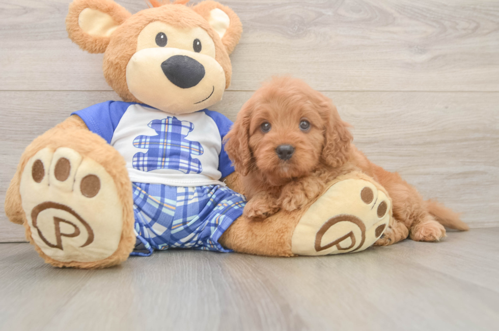 5 week old Cavapoo Puppy For Sale - Puppy Love PR