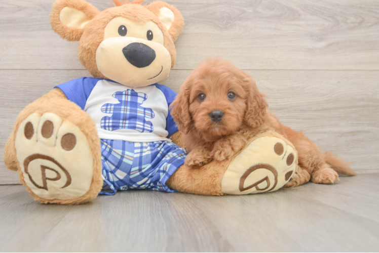 Meet Kenobi - our Cavapoo Puppy Photo 1/3 - Puppy Love PR Funny Cavapoo Poodle Mix Pup