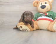7 week old Cavapoo Puppy For Sale - Puppy Love PR
