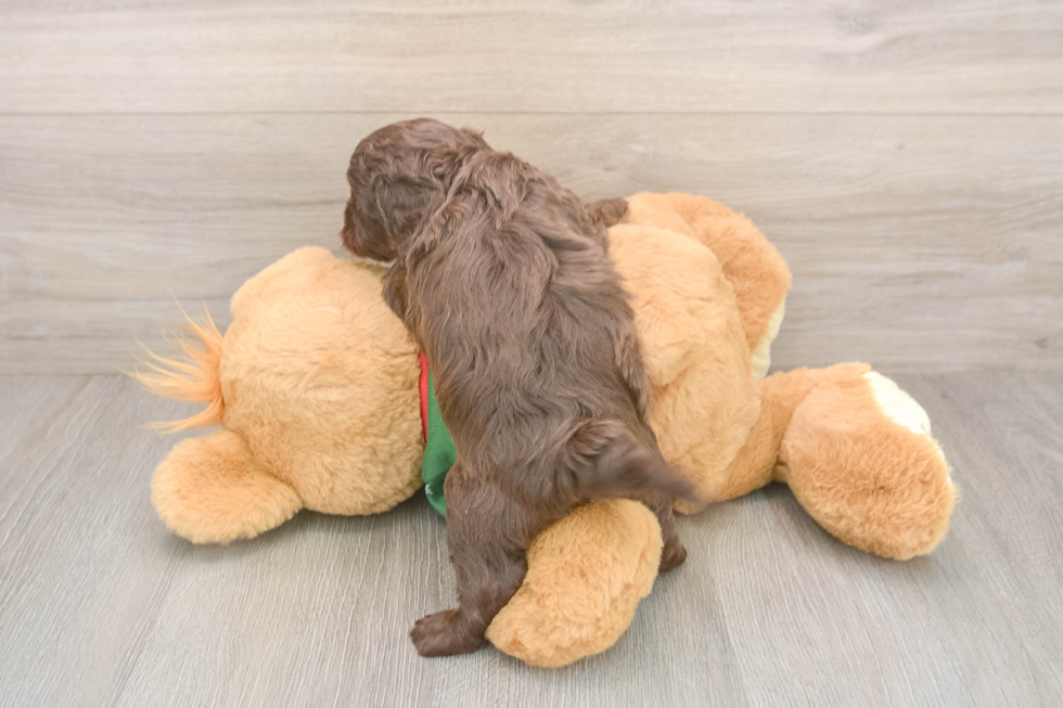 Smart Cavapoo Poodle Mix Pup